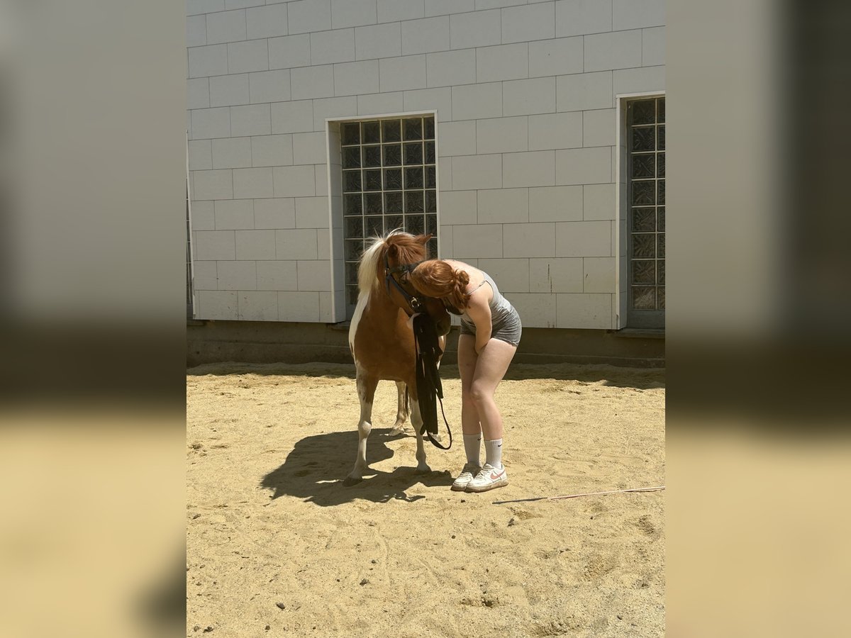 Deutsches Reitpony Mix Stute 5 Jahre 115 cm Schecke in Ruhstorf an der Rott