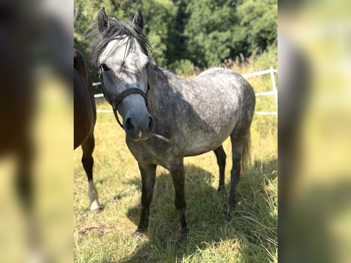 Deutsches Reitpony, Stute in Coburg