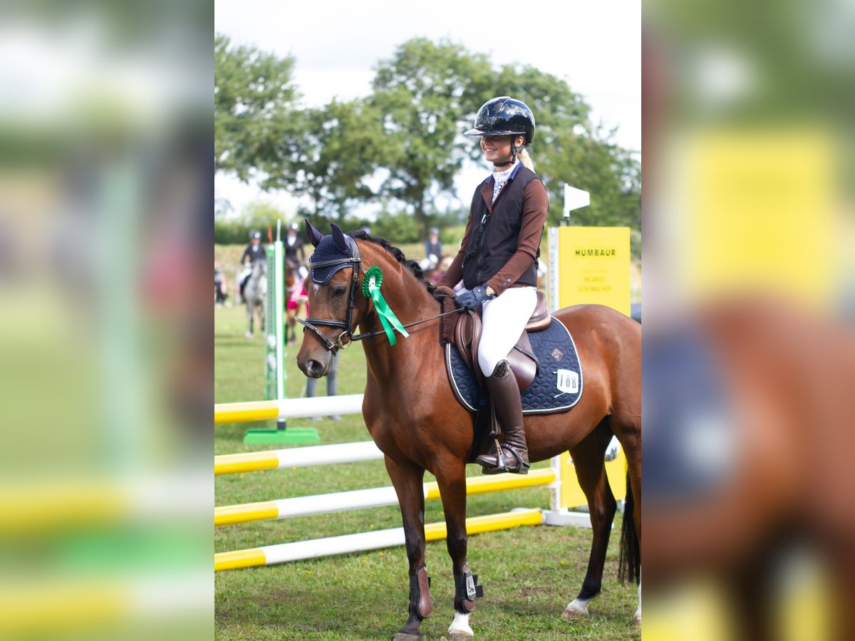Deutsches Reitpony Stute 5 Jahre 138 cm Brauner in S&#xFC;derl&#xFC;gum,