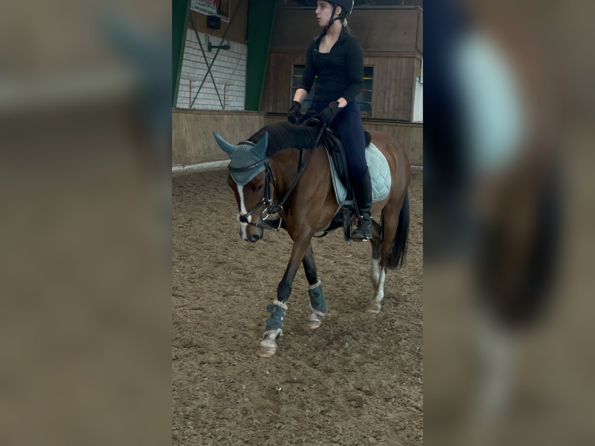 Deutsches Reitpony Stute 5 Jahre 138 cm Brauner in PapenburgPapenburg