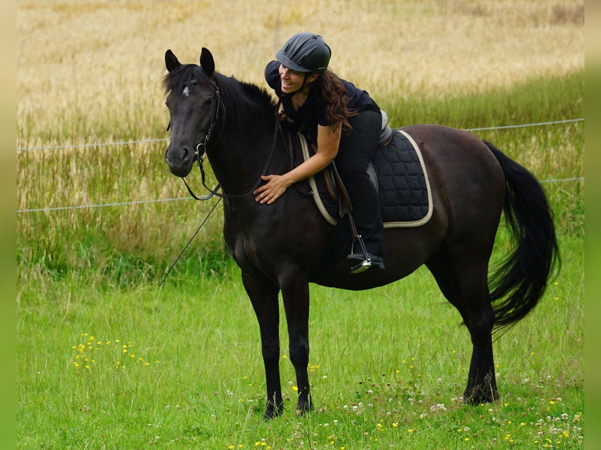 Deutsches Reitpony Mix Stute 5 Jahre 138 cm Rappe in Haale