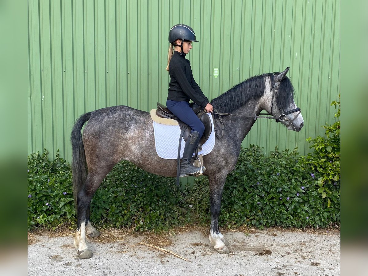Deutsches Reitpony Stute 5 Jahre 138 cm Schimmel in Süderlügum Deutsches Reitpony Stute 5 Jahre 138 cm Schimmel in Süderlügum