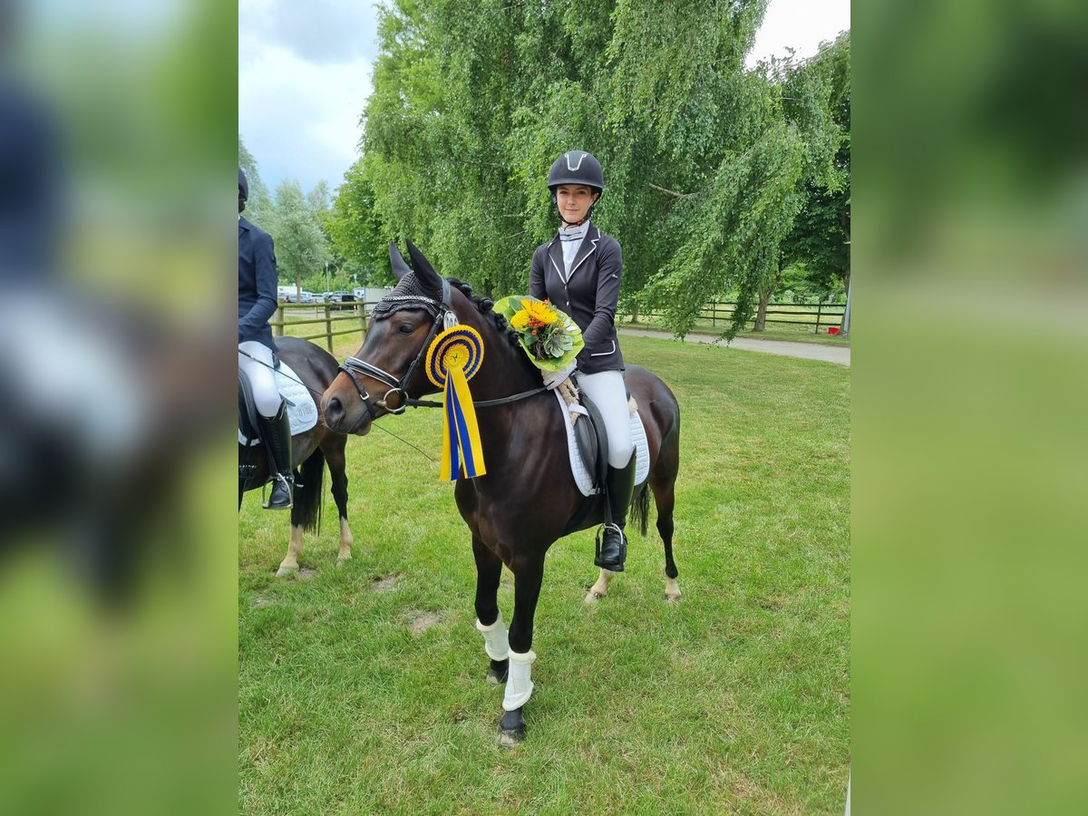 Deutsches Reitpony Stute 5 Jahre 140 cm Dunkelbrauner in Rastede