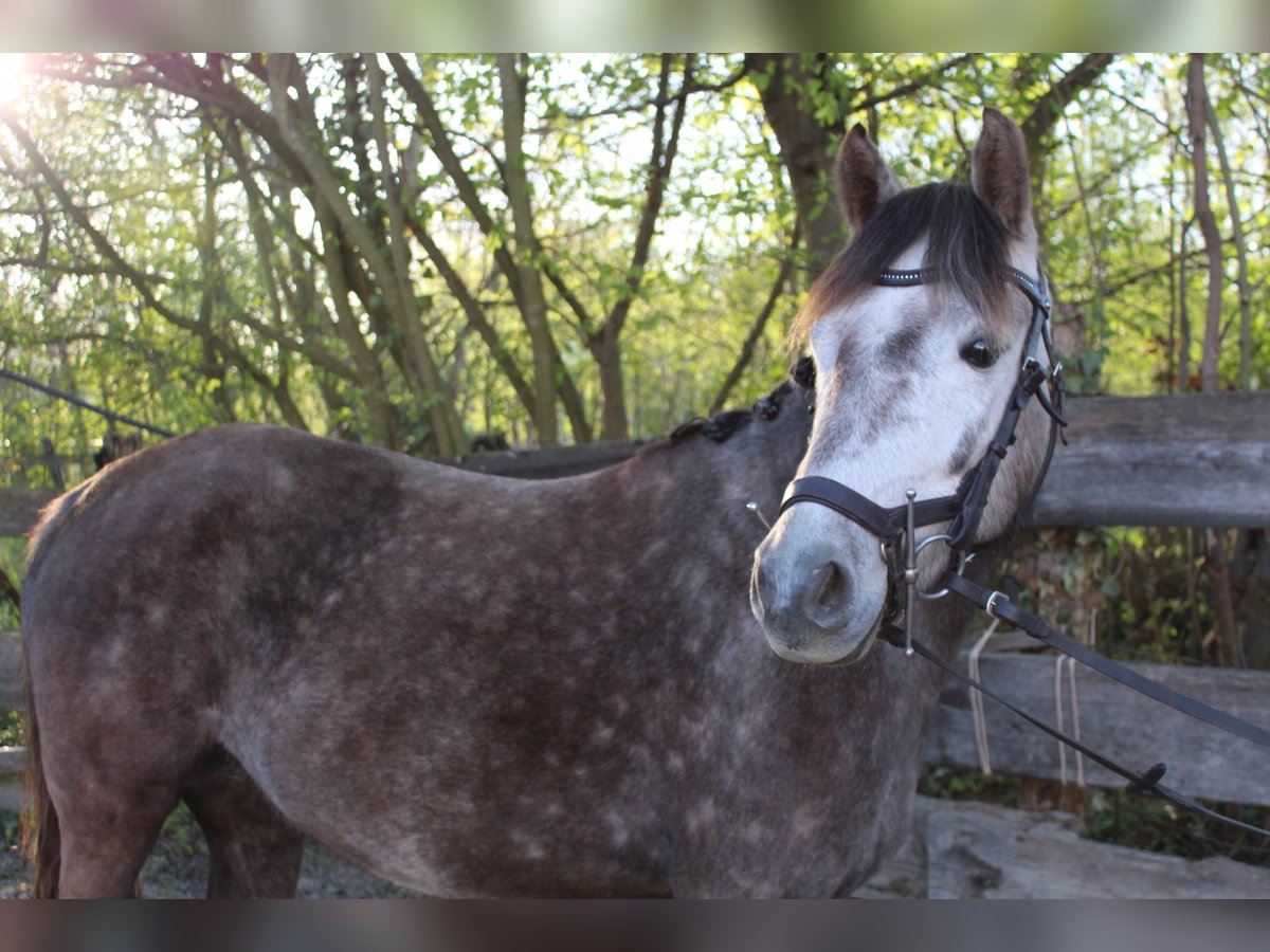 Deutsches Reitpony Stute 5 Jahre 142 cm Apfelschimmel in Speyer