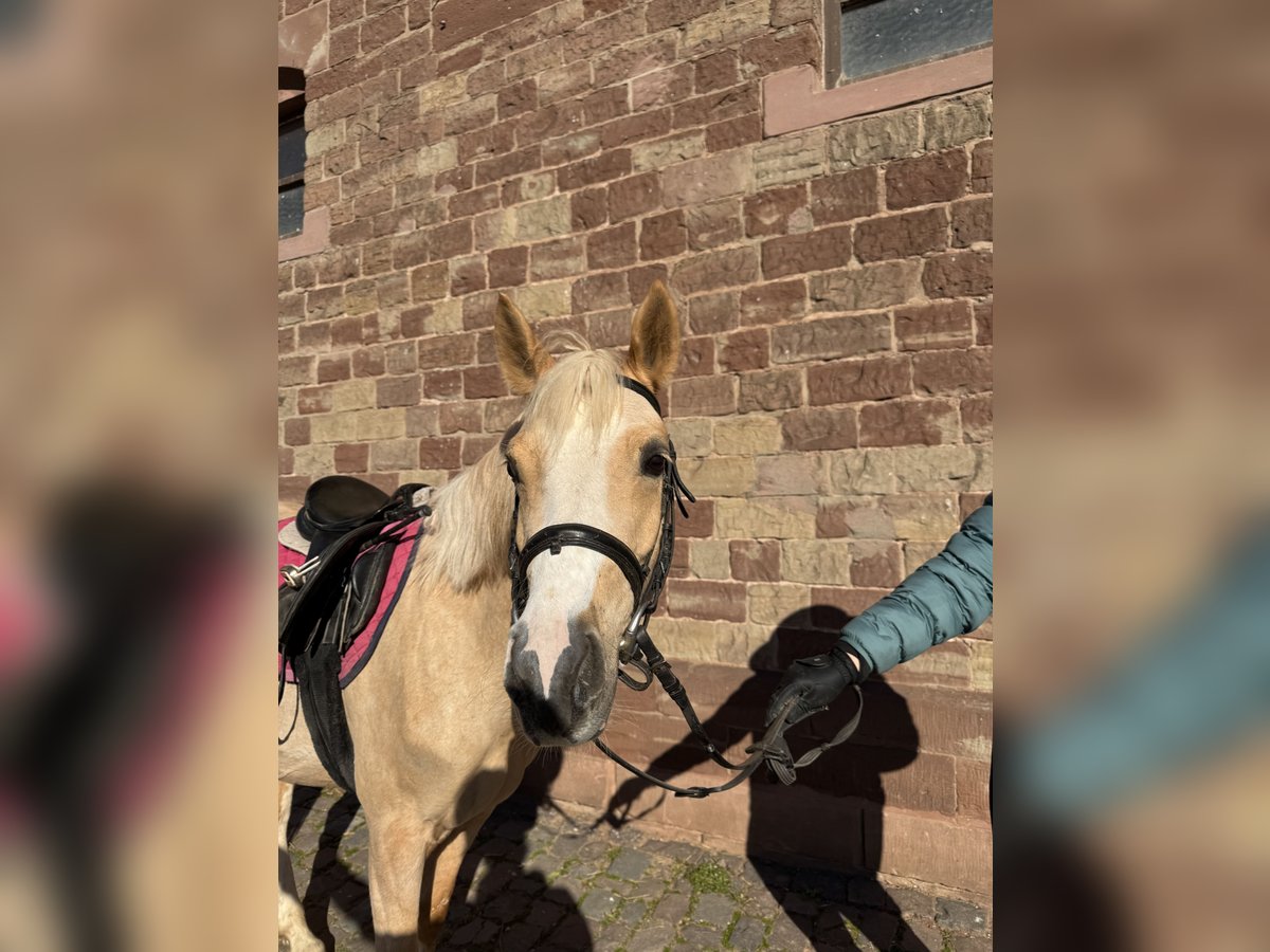Deutsches Reitpony Stute 5 Jahre 142 cm Palomino in Kleinbundenbach