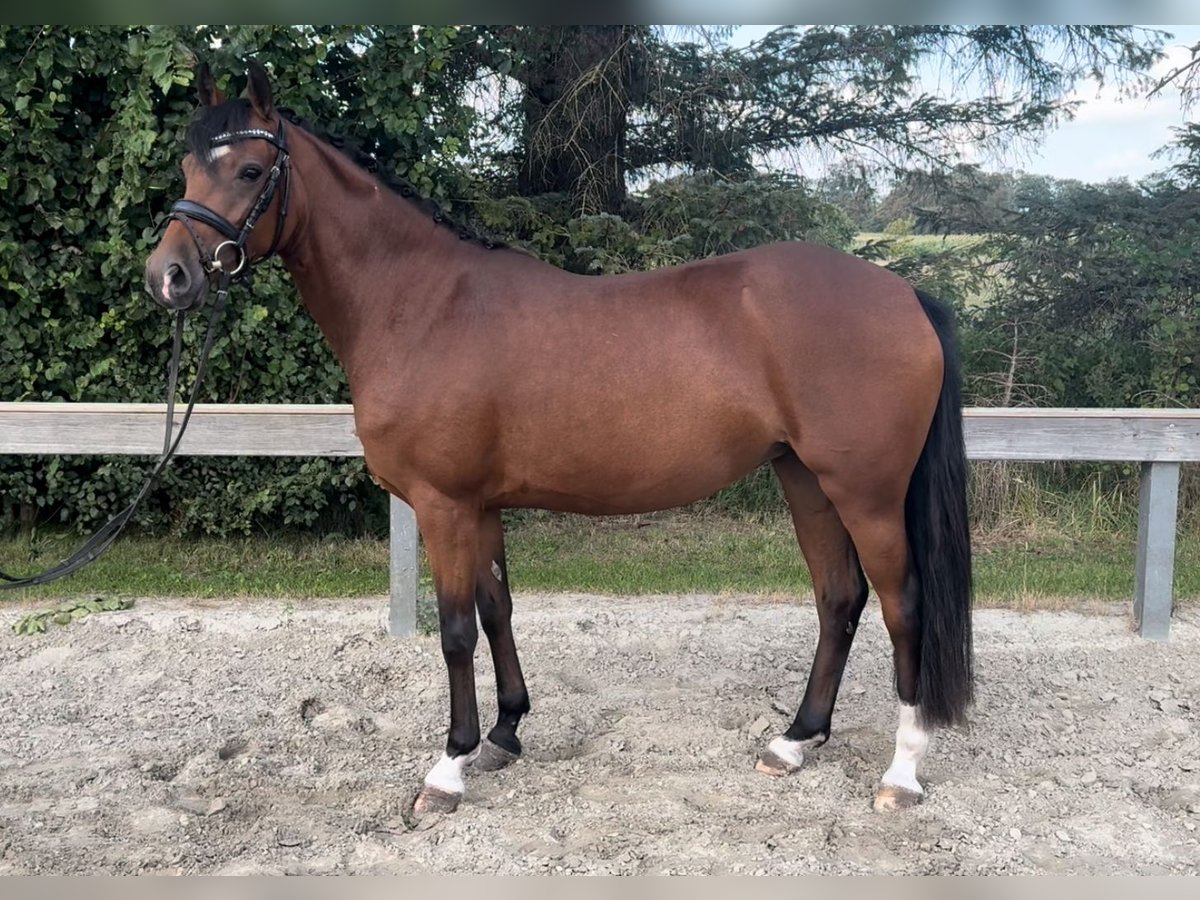 Deutsches Reitpony Stute 5 Jahre 143 cm Brauner in Süderlügum