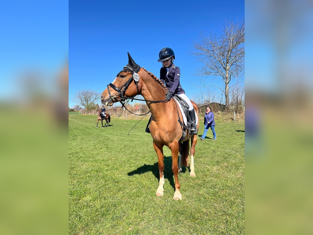 Deutsches Reitpony Stute 5 Jahre 143 cm Fuchs in Eckernf&#xF6;rde
