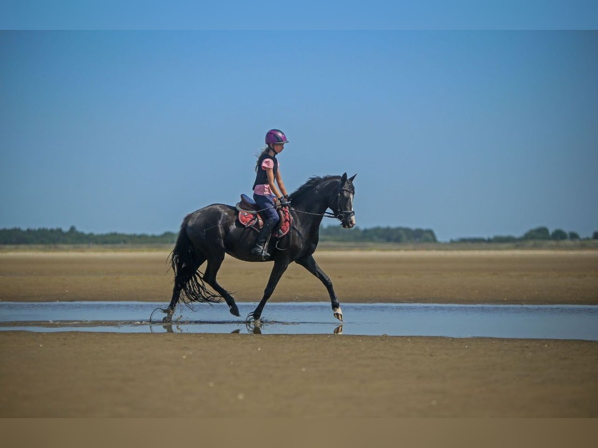 Deutsches Reitpony Stute 5 Jahre 143 cm Rappe in SchubySchuby