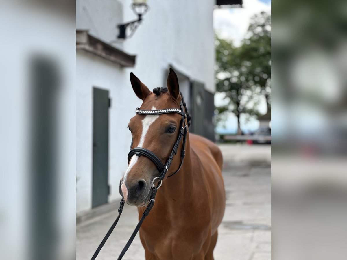 Deutsches Reitpony Stute 5 Jahre 144 cm Brauner in Inning am Ammersee