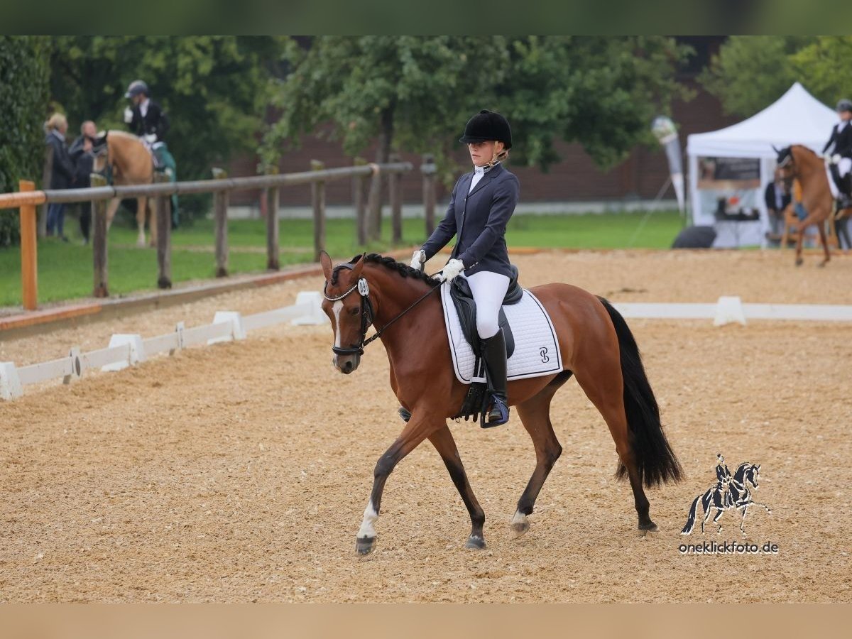 Deutsches Reitpony Stute 5 Jahre 145 cm Brauner in Inning am Ammersee
