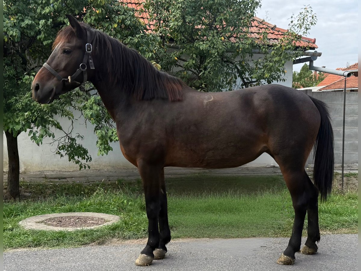 Deutsches Reitpony Stute 5 Jahre 145 cm Brauner in Kiskunhalas