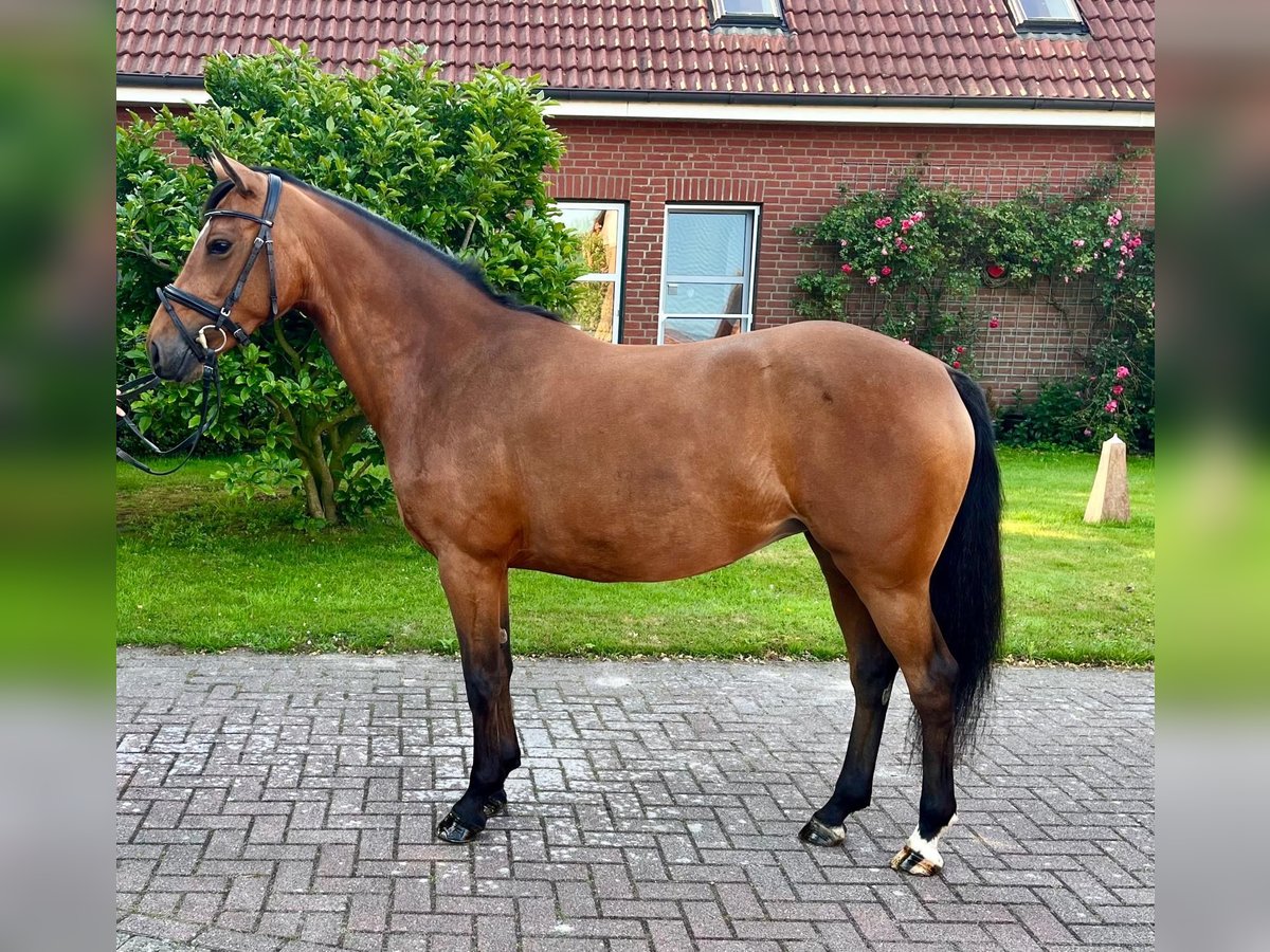 Deutsches Reitpony Stute 5 Jahre 145 cm Brauner in Wangerland