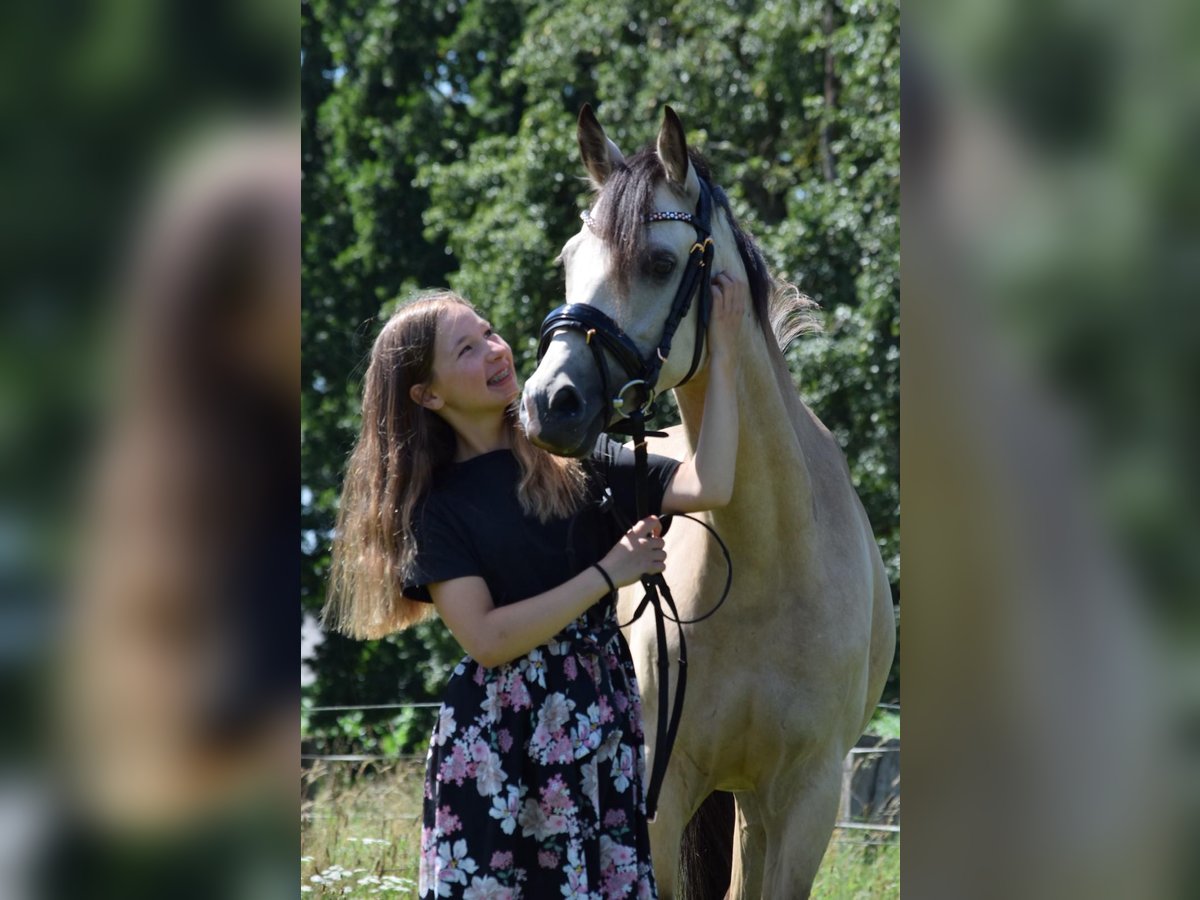 Deutsches Reitpony Stute 5 Jahre 145 cm Buckskin in Wesel