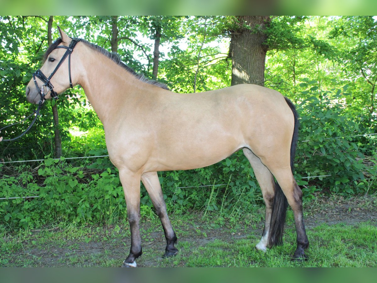 Deutsches Reitpony Stute 5 Jahre 145 cm Buckskin in Greven