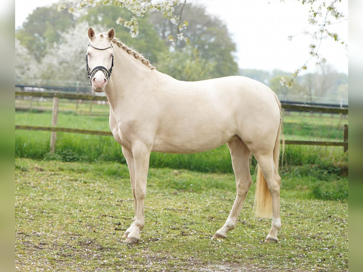Deutsches Reitpony Stute 5 Jahre 145 cm Cremello in Bocholt