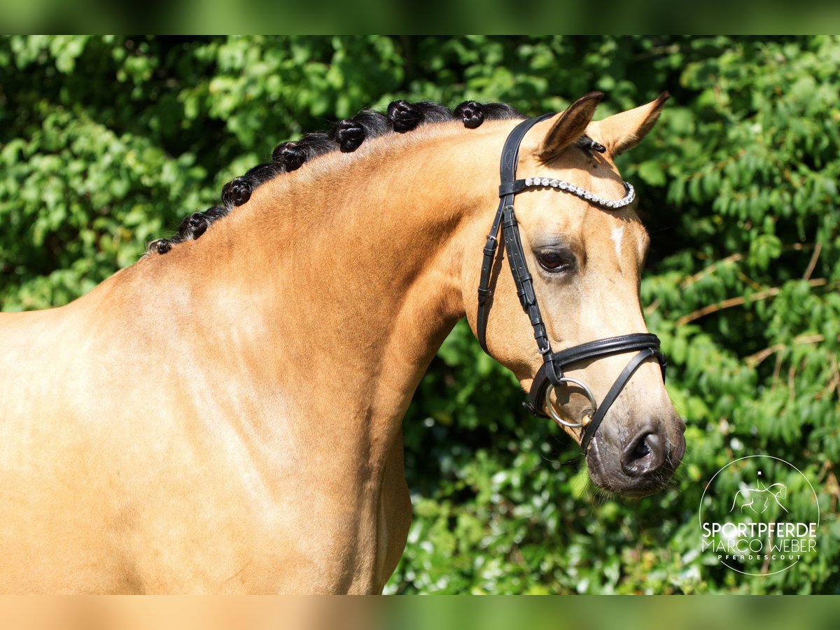 Deutsches Reitpony Stute 5 Jahre 145 cm Falbe in Quakenbrück