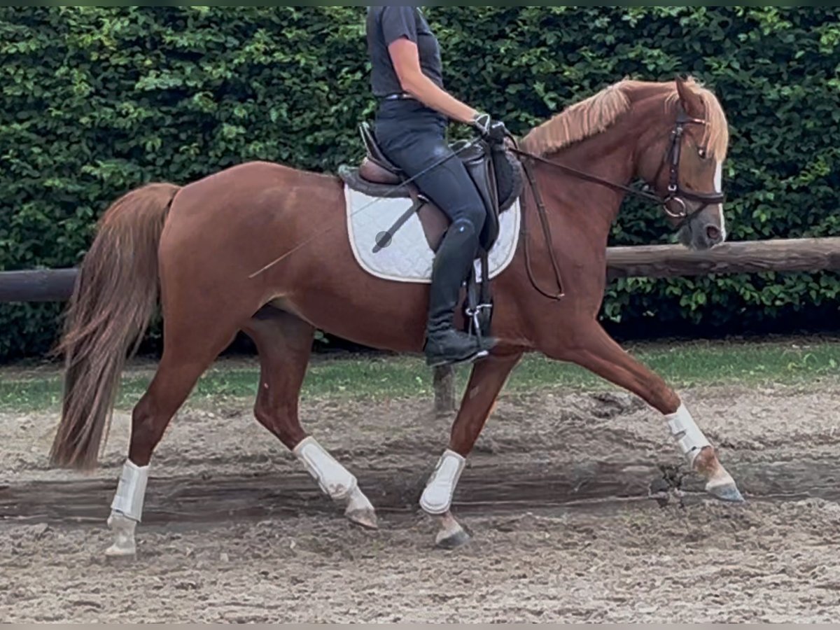 Deutsches Reitpony Stute 5 Jahre 145 cm Fuchs in M&#xF6;nchengladbach