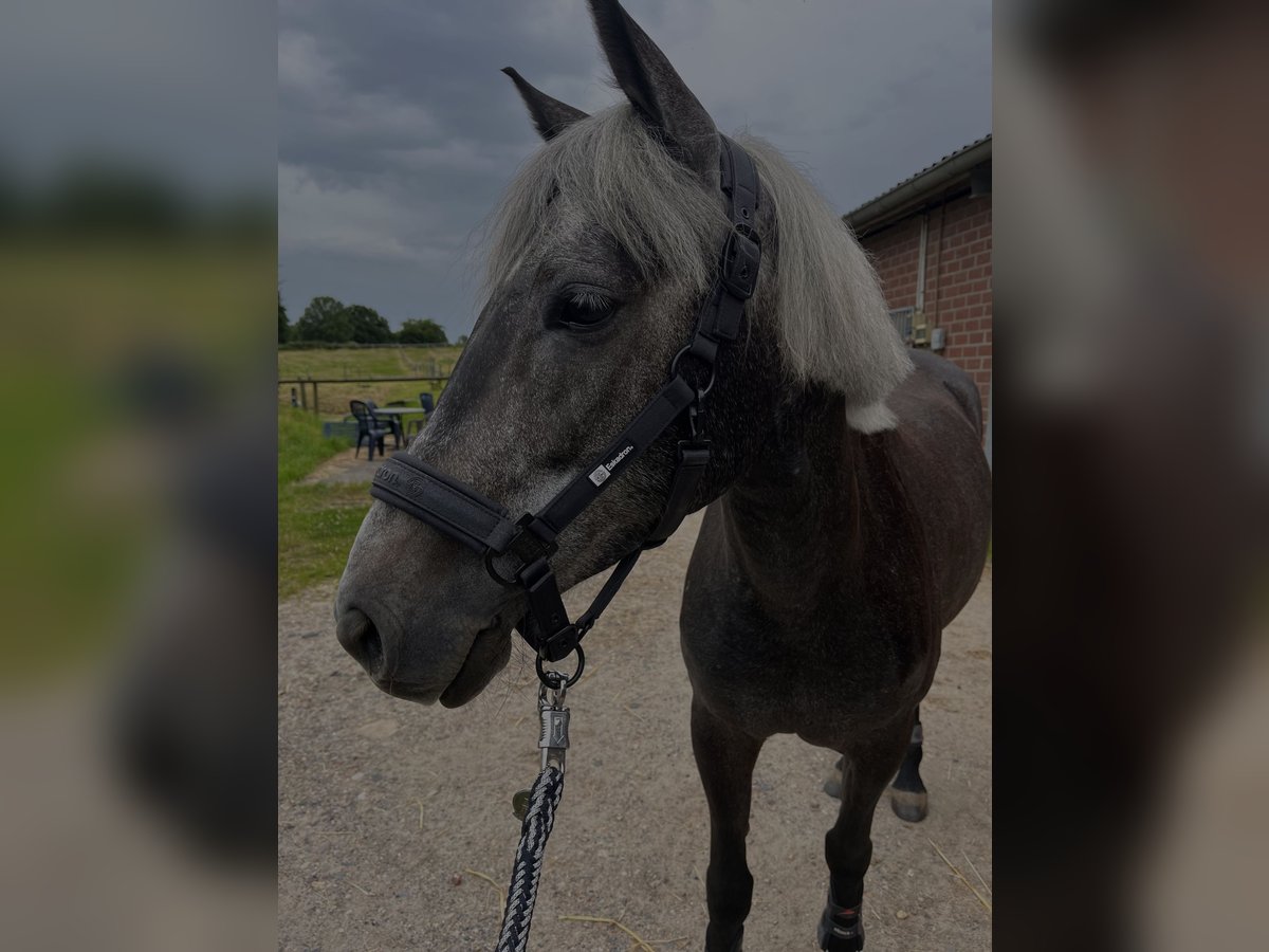 Deutsches Reitpony Stute 5 Jahre 145 cm Kann Schimmel werden in Alsdorf