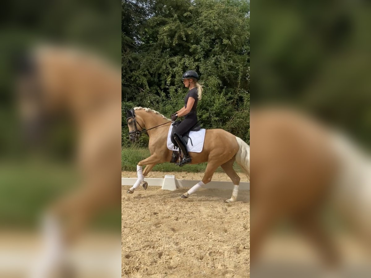 Deutsches Reitpony Stute 5 Jahre 145 cm Palomino in Rudelzhausen