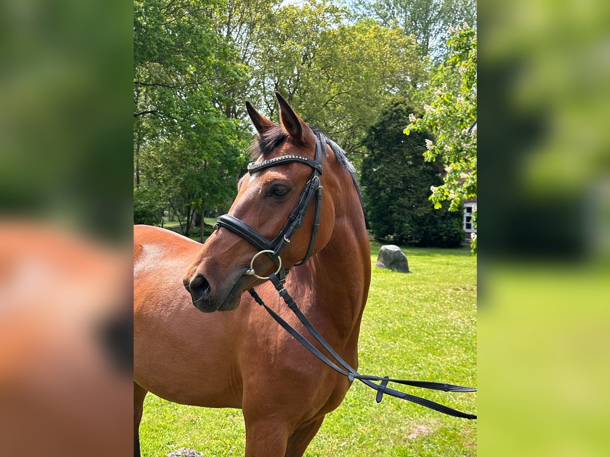 Deutsches Reitpony Stute 5 Jahre 146 cm Brauner in B&#xFC;lkau