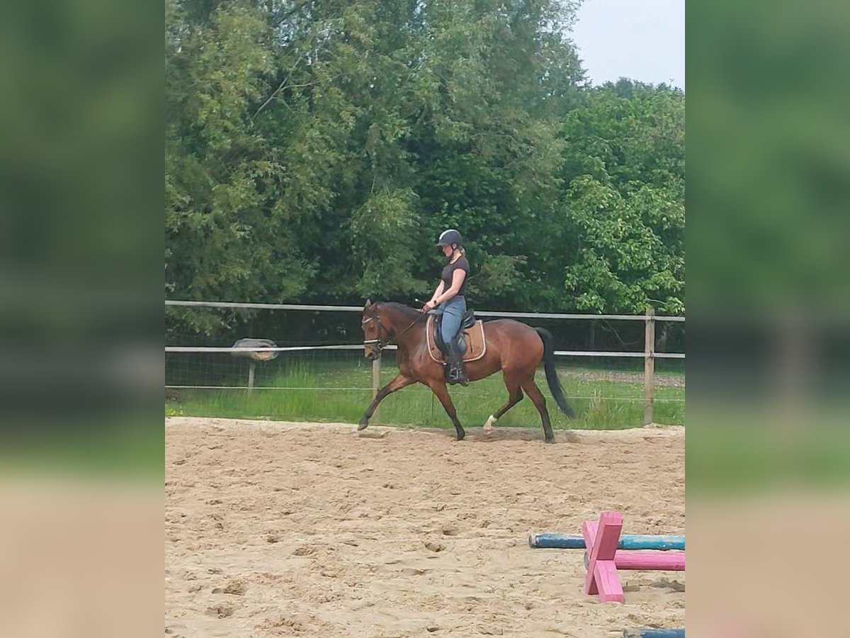 Deutsches Reitpony Stute 5 Jahre 146 cm Brauner in Westerkappeln