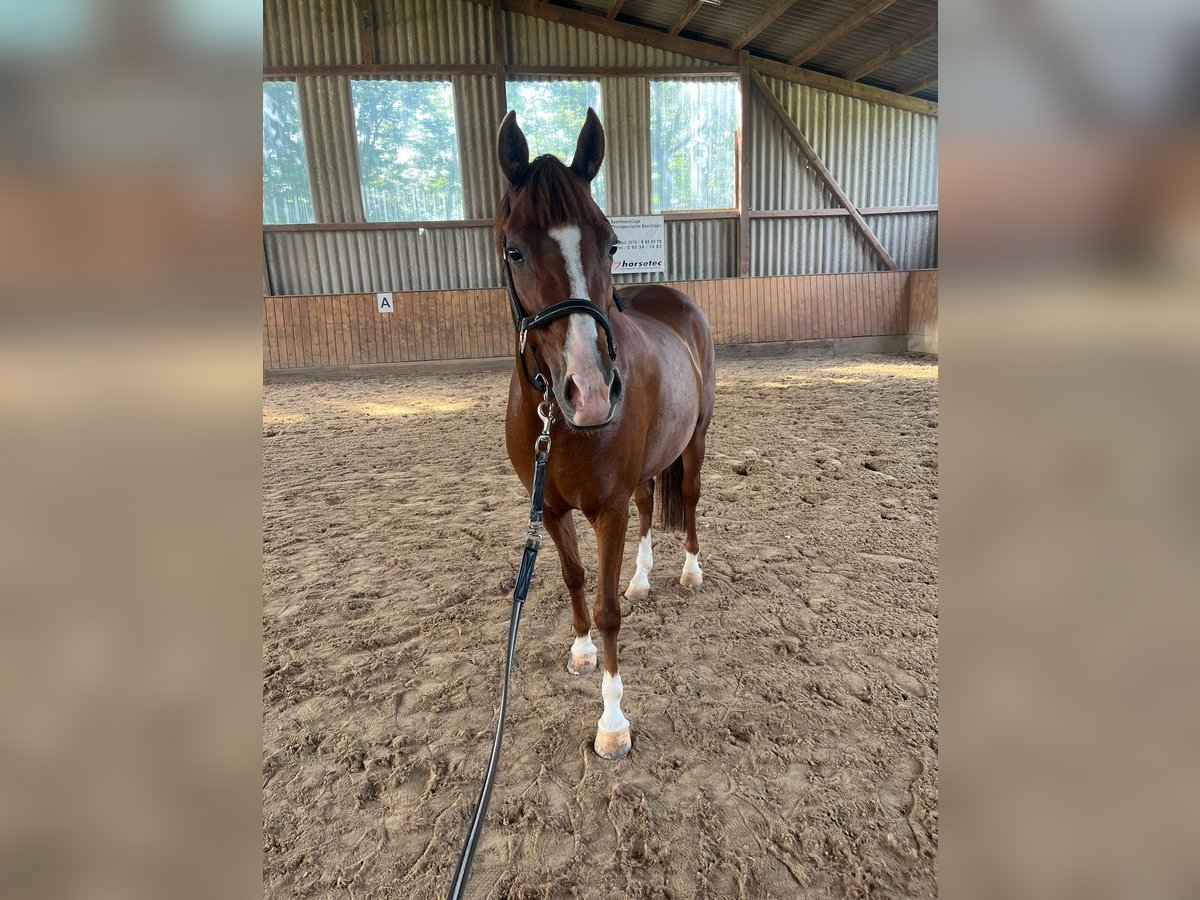 Deutsches Reitpony Stute 5 Jahre 146 cm Fuchs in Friedberg