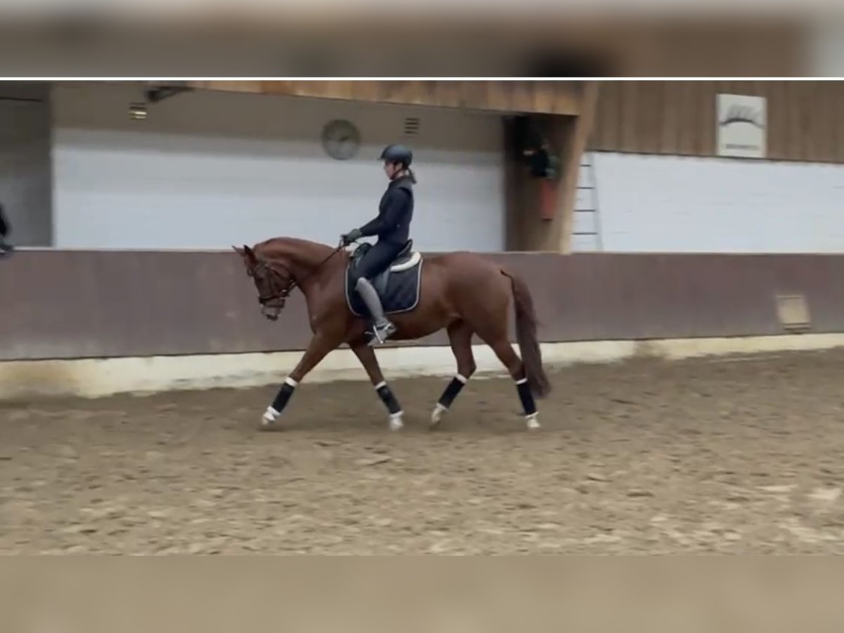 Deutsches Reitpony Stute 5 Jahre 146 cm Fuchs in Krefeld