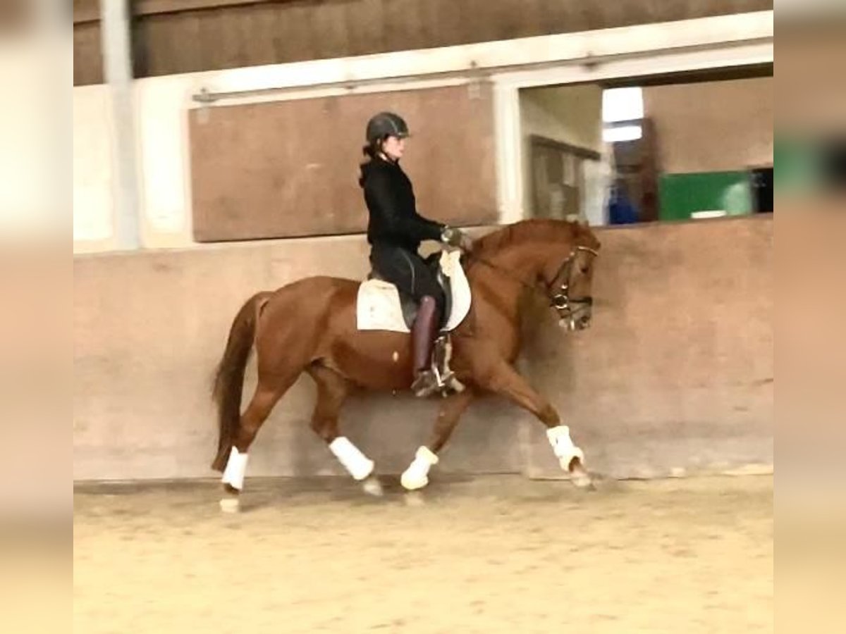 Deutsches Reitpony Stute 5 Jahre 146 cm Fuchs in Thalfang Deutsches Reitpony Stute 5 Jahre 146 cm Fuchs in Thalfang
