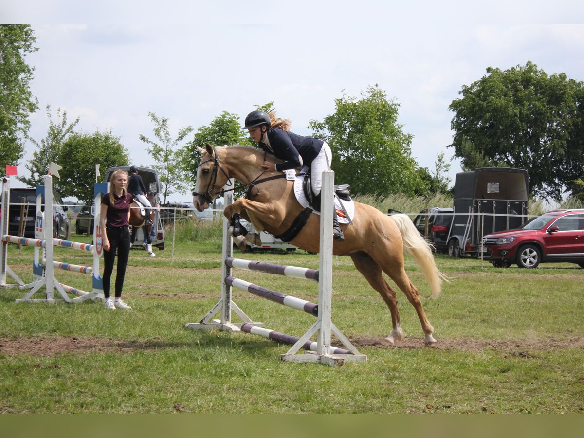 Deutsches Reitpony Stute 5 Jahre 146 cm Palomino in Rhauderfehn