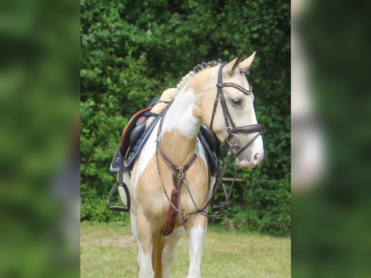Deutsches Reitpony Stute 5 Jahre 146 cm Schecke in M&#xF6;nchengladbach