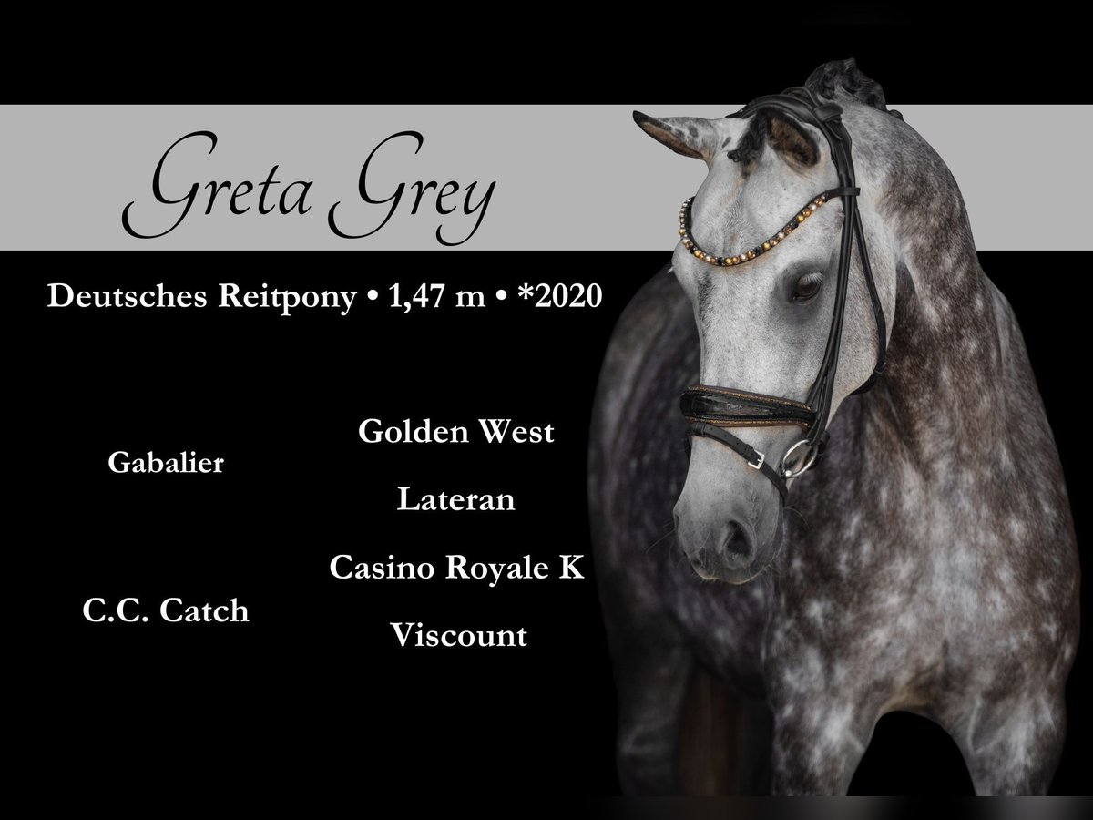 Deutsches Reitpony Stute 5 Jahre 147 cm Apfelschimmel in Wehringen