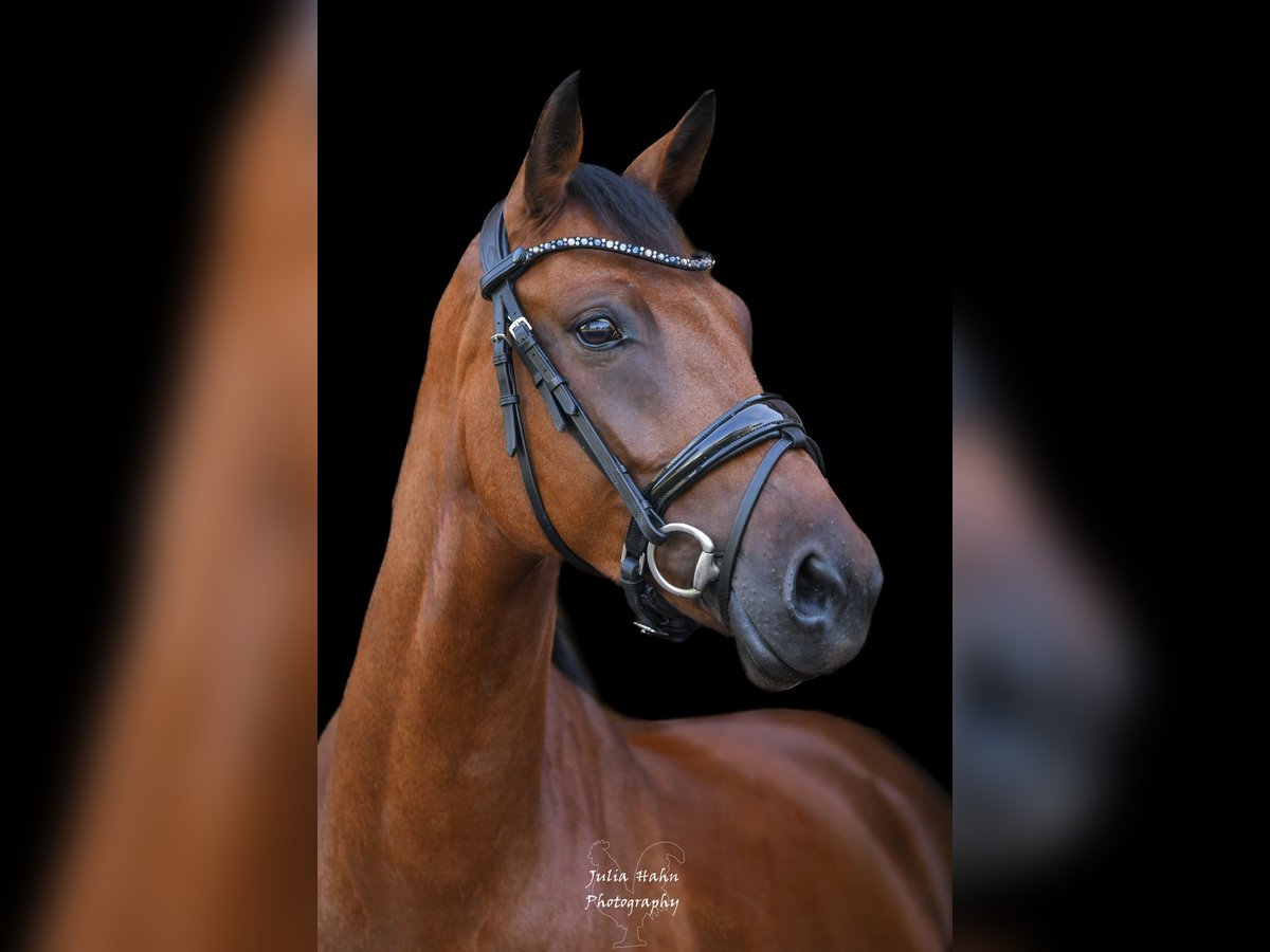 Deutsches Reitpony Stute 5 Jahre 147 cm Brauner in Babenhausen