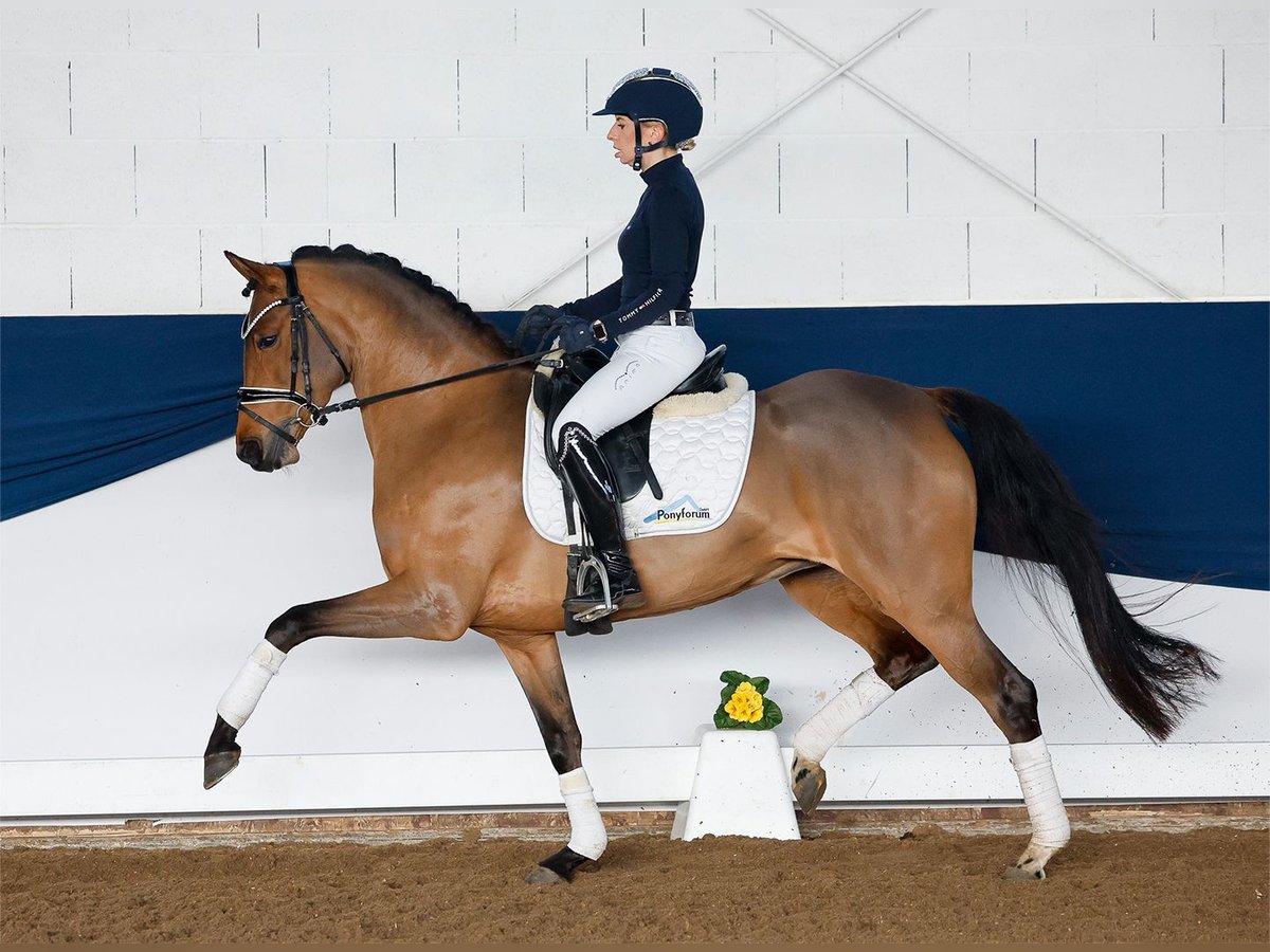 Deutsches Reitpony Stute 5 Jahre 147 cm Brauner in Marsberg