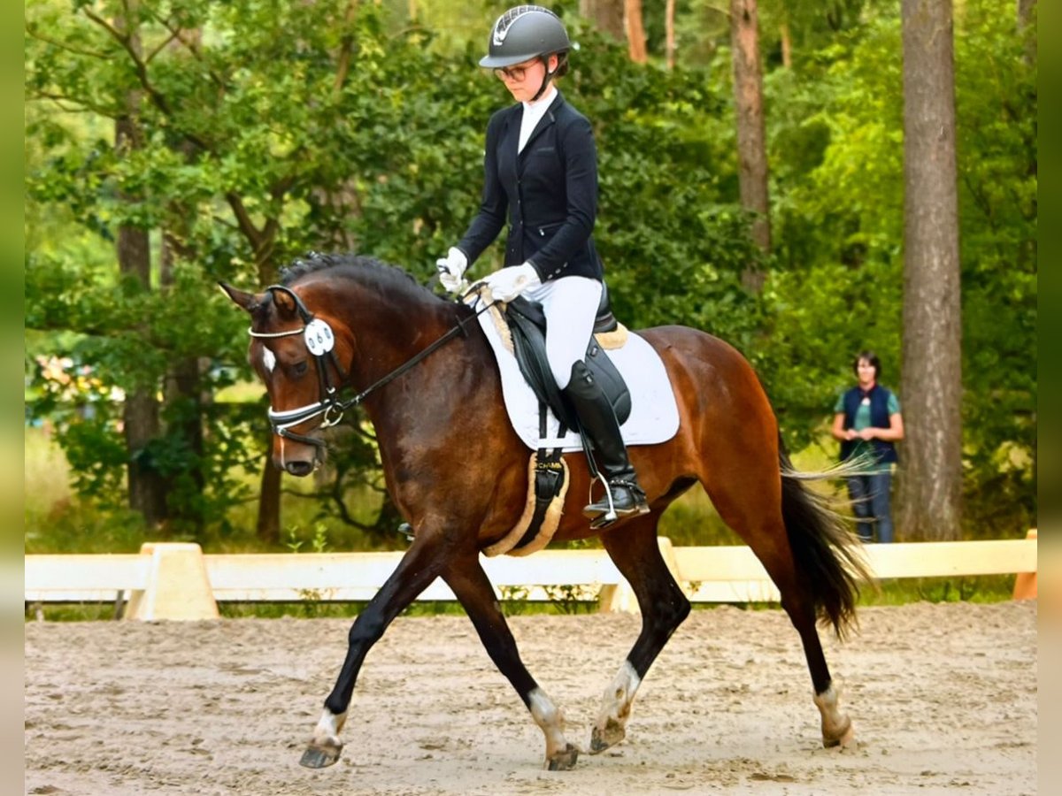 Deutsches Reitpony Stute 5 Jahre 147 cm Brauner in Suhlendorf