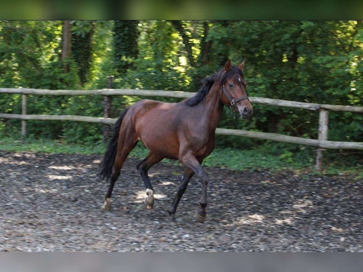 Deutsches Reitpony Stute 5 Jahre 147 cm Brauner in Stadtlohn