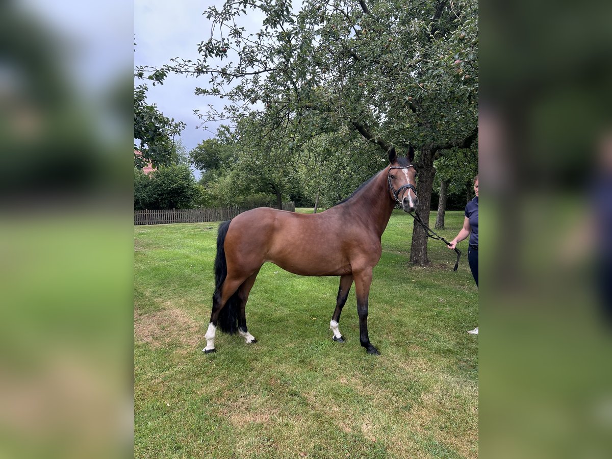 Deutsches Reitpony Stute 5 Jahre 147 cm Dunkelbrauner in M&#xFC;nster