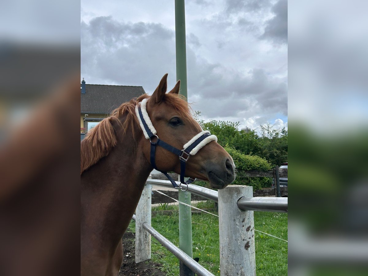 Deutsches Reitpony Stute 5 Jahre 147 cm Fuchs in Niederzier