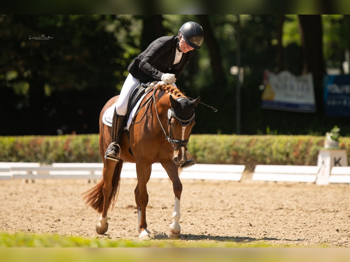 Deutsches Reitpony Stute 5 Jahre 147 cm Fuchs in Krefeld