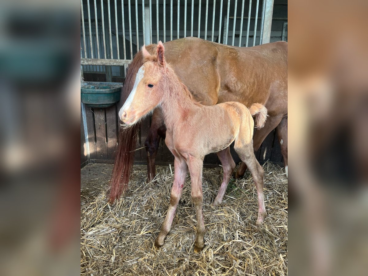 Deutsches Reitpony Stute 5 Jahre 147 cm Fuchs in M&#xFC;nstermaifeld