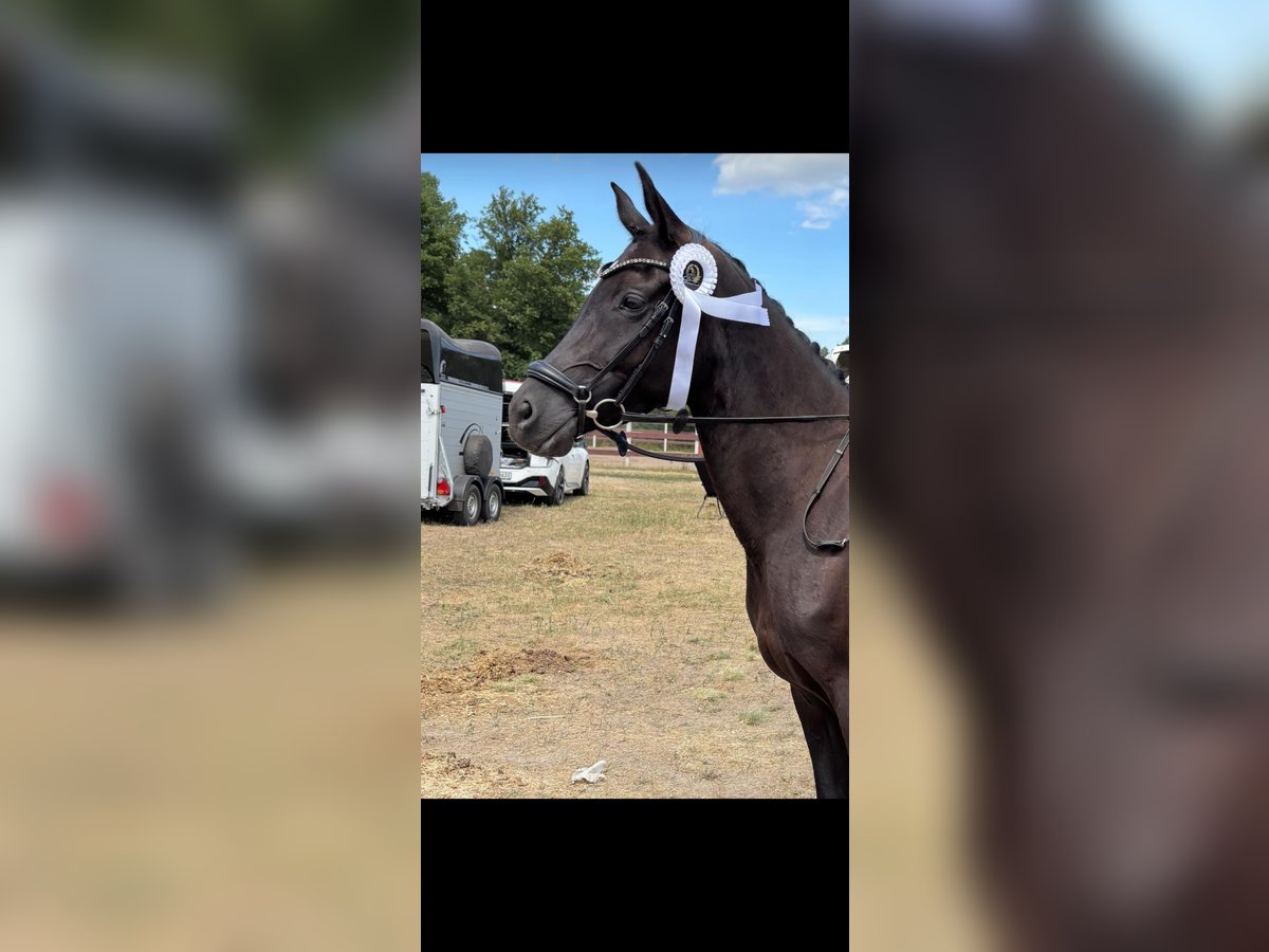 Deutsches Reitpony Stute 5 Jahre 147 cm Rappe in Dallgow-D&#xF6;beritz