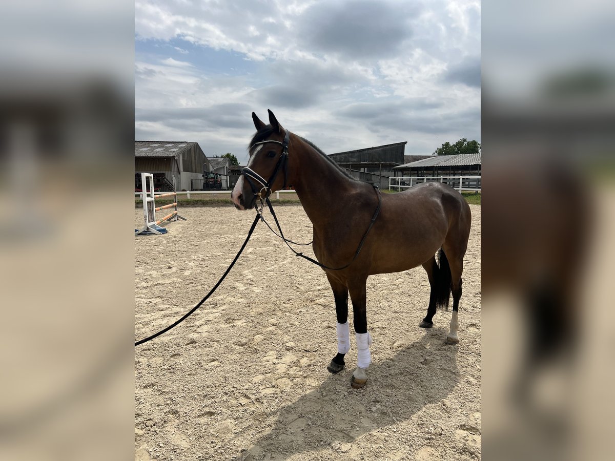 Deutsches Reitpony Stute 5 Jahre 148 cm Brauner in Eppelheim