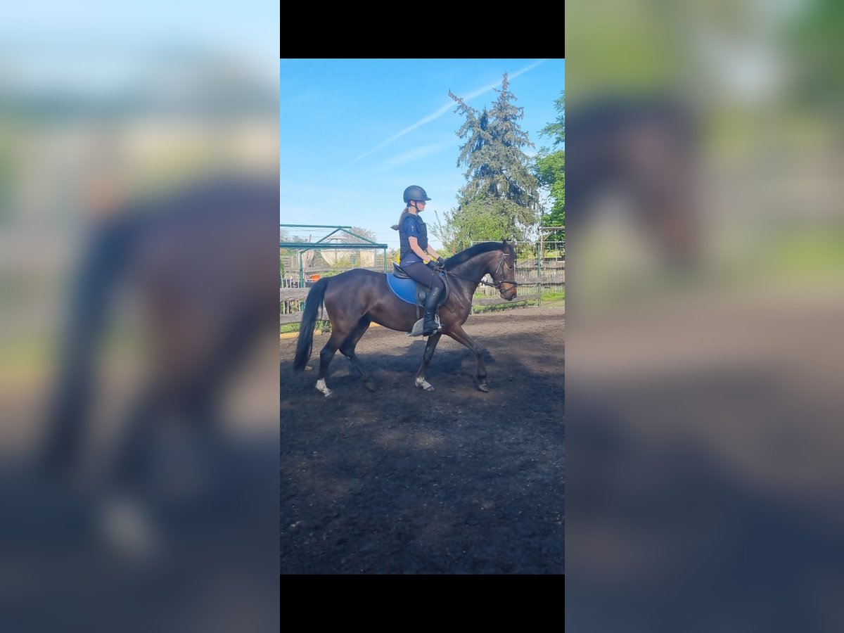 Deutsches Reitpony Stute 5 Jahre 148 cm Brauner in Stendal