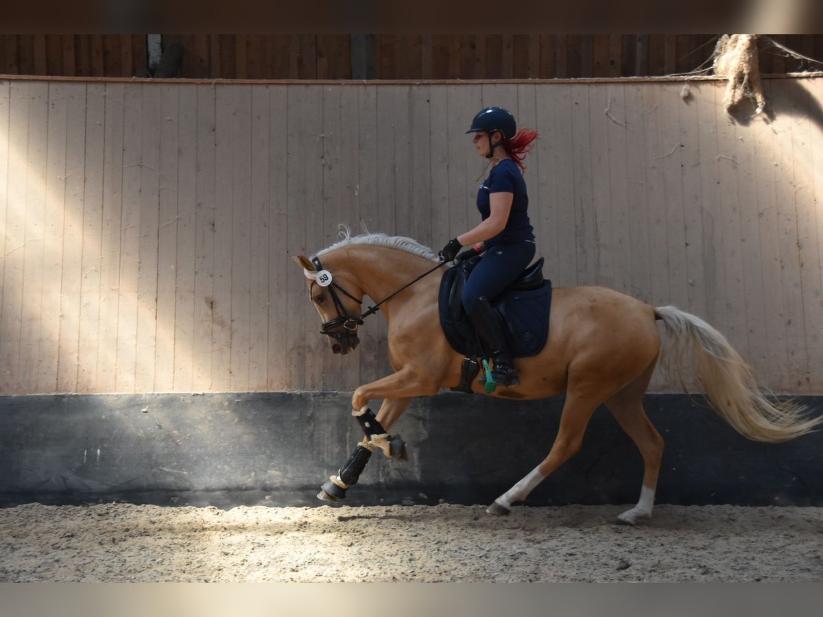 Deutsches Reitpony Stute 5 Jahre 148 cm in Wegeleben