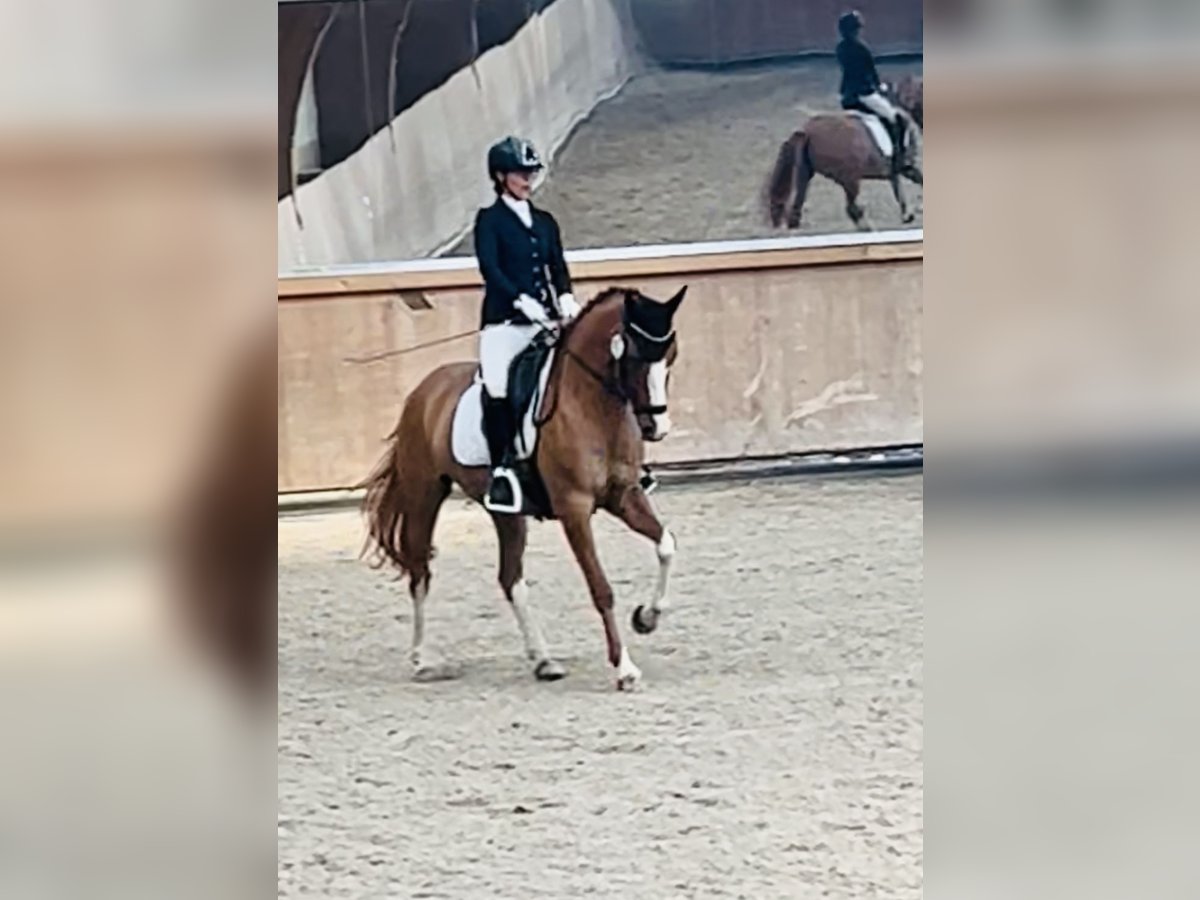 Deutsches Reitpony Stute 5 Jahre 148 cm Fuchs in LimeshainLimeshain
