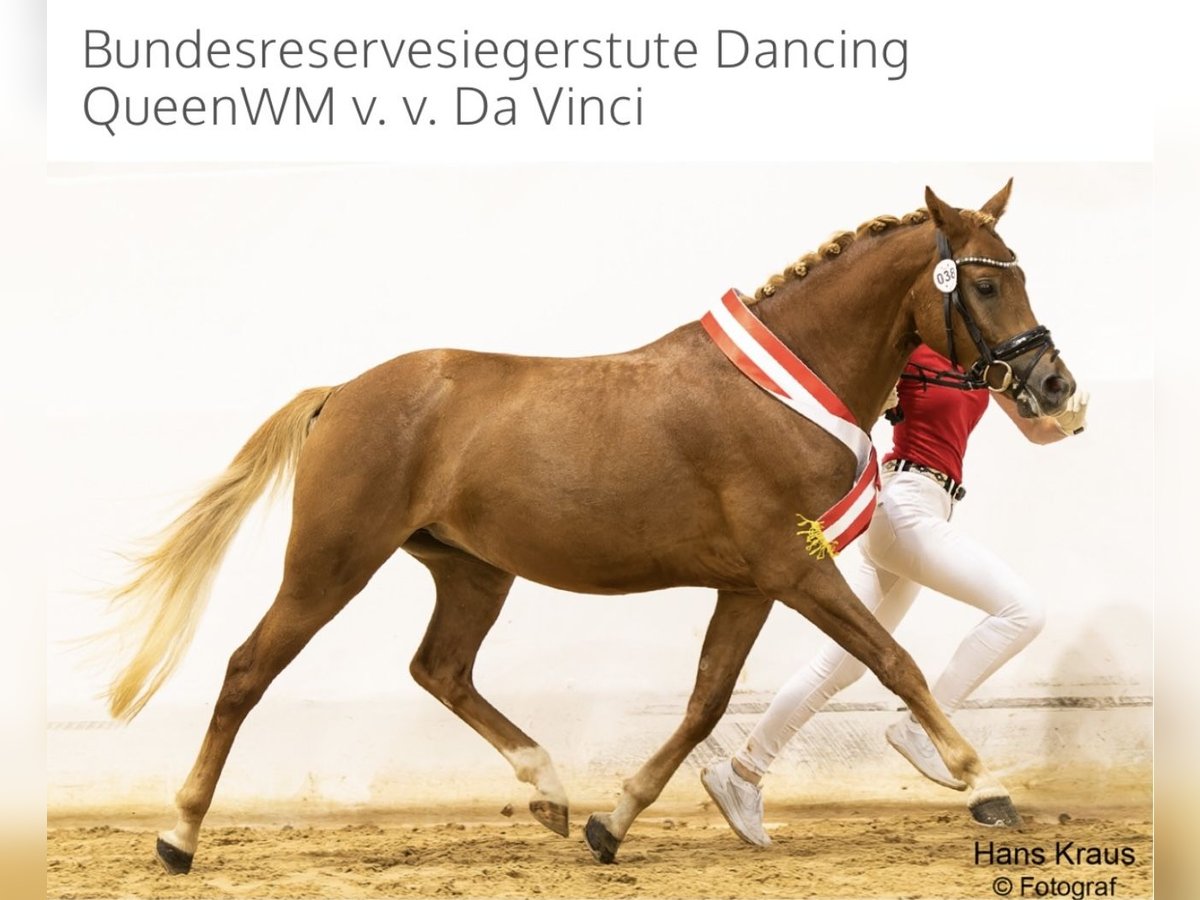 Deutsches Reitpony Stute 5 Jahre 148 cm Fuchs in Mauerbach