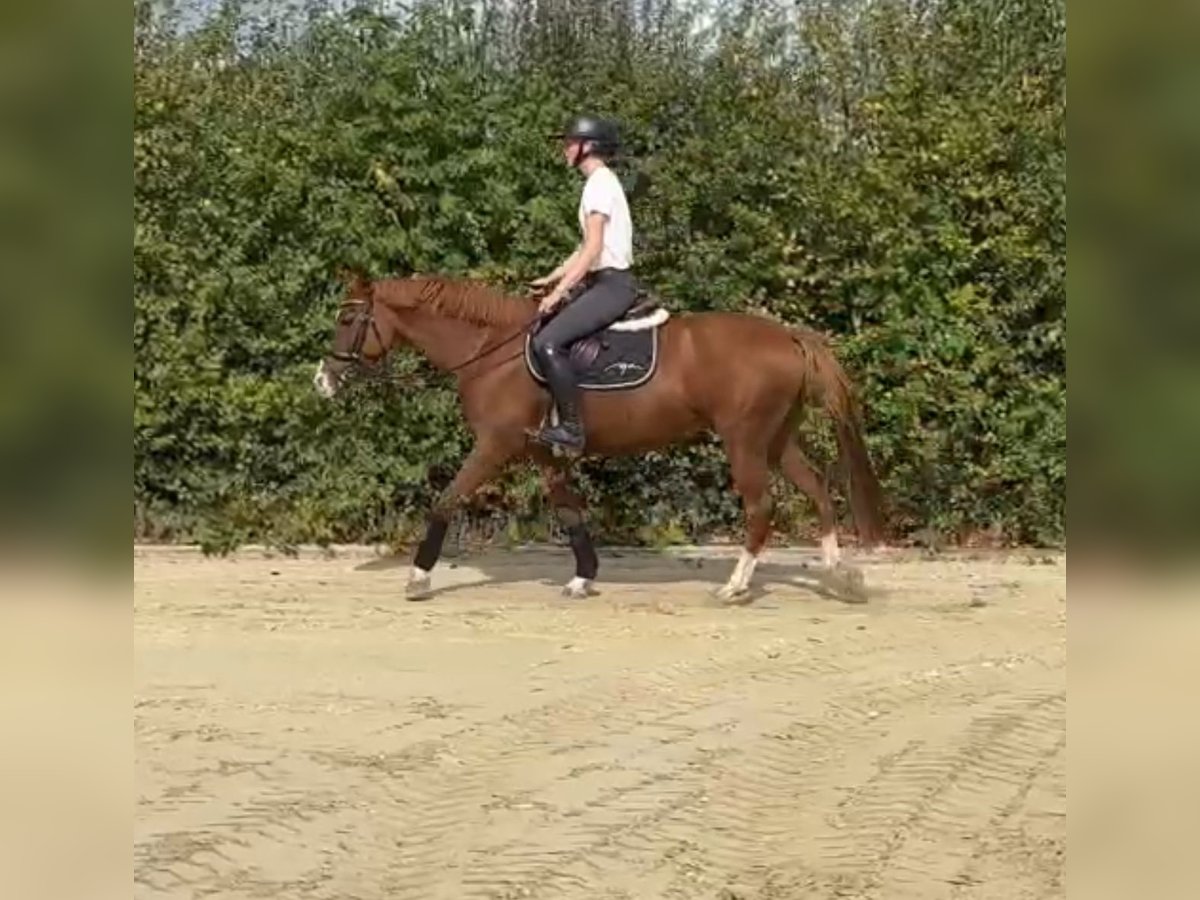 Deutsches Reitpony Stute 5 Jahre 148 cm Fuchs in Osnabr&#xFC;ck