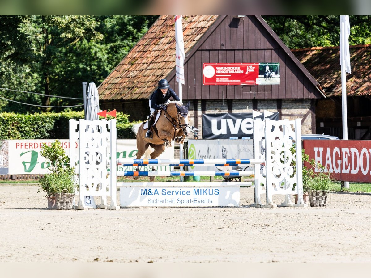 Deutsches Reitpony Stute 5 Jahre 148 cm Palomino in Wahrenholz