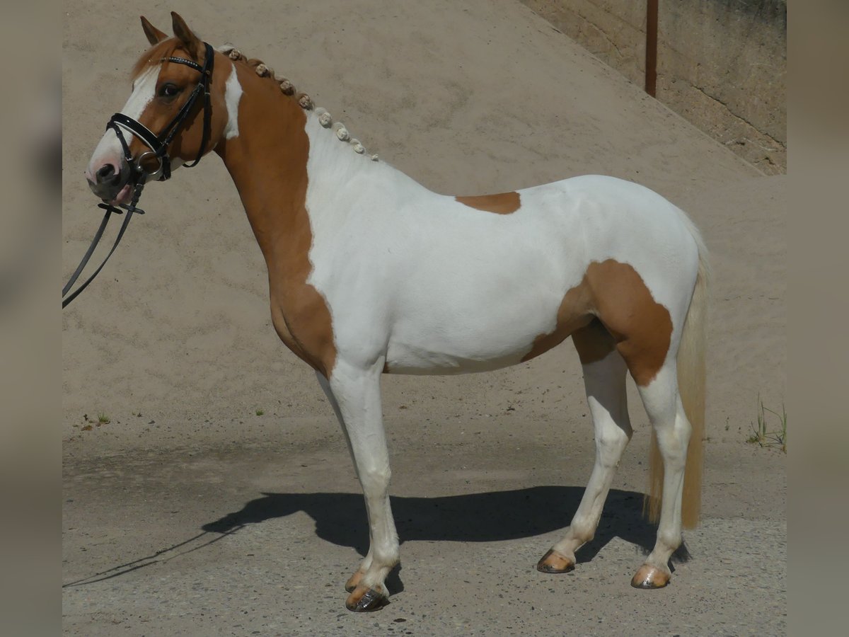 Deutsches Reitpony Stute 5 Jahre 148 cm Schecke in Gescher