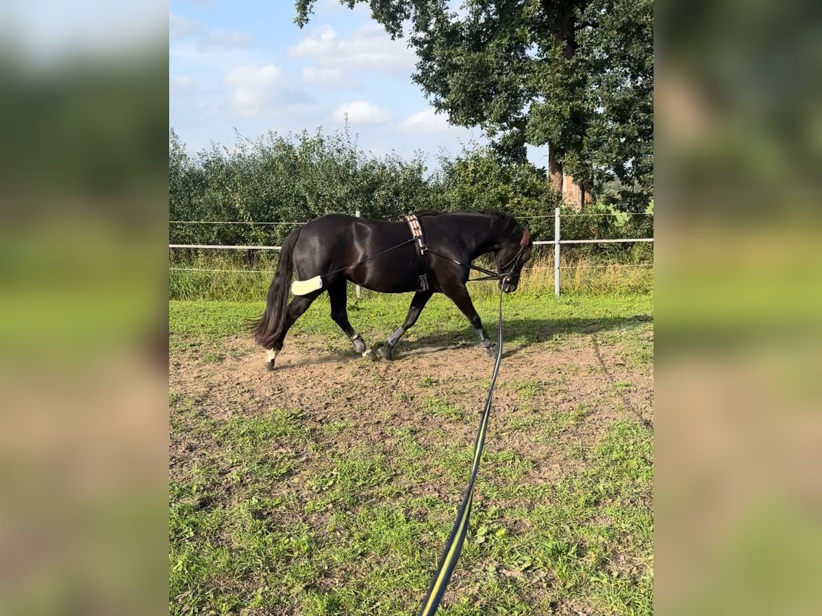 Deutsches Reitpony Stute 5 Jahre 150 cm Rappe in Kellinghusen