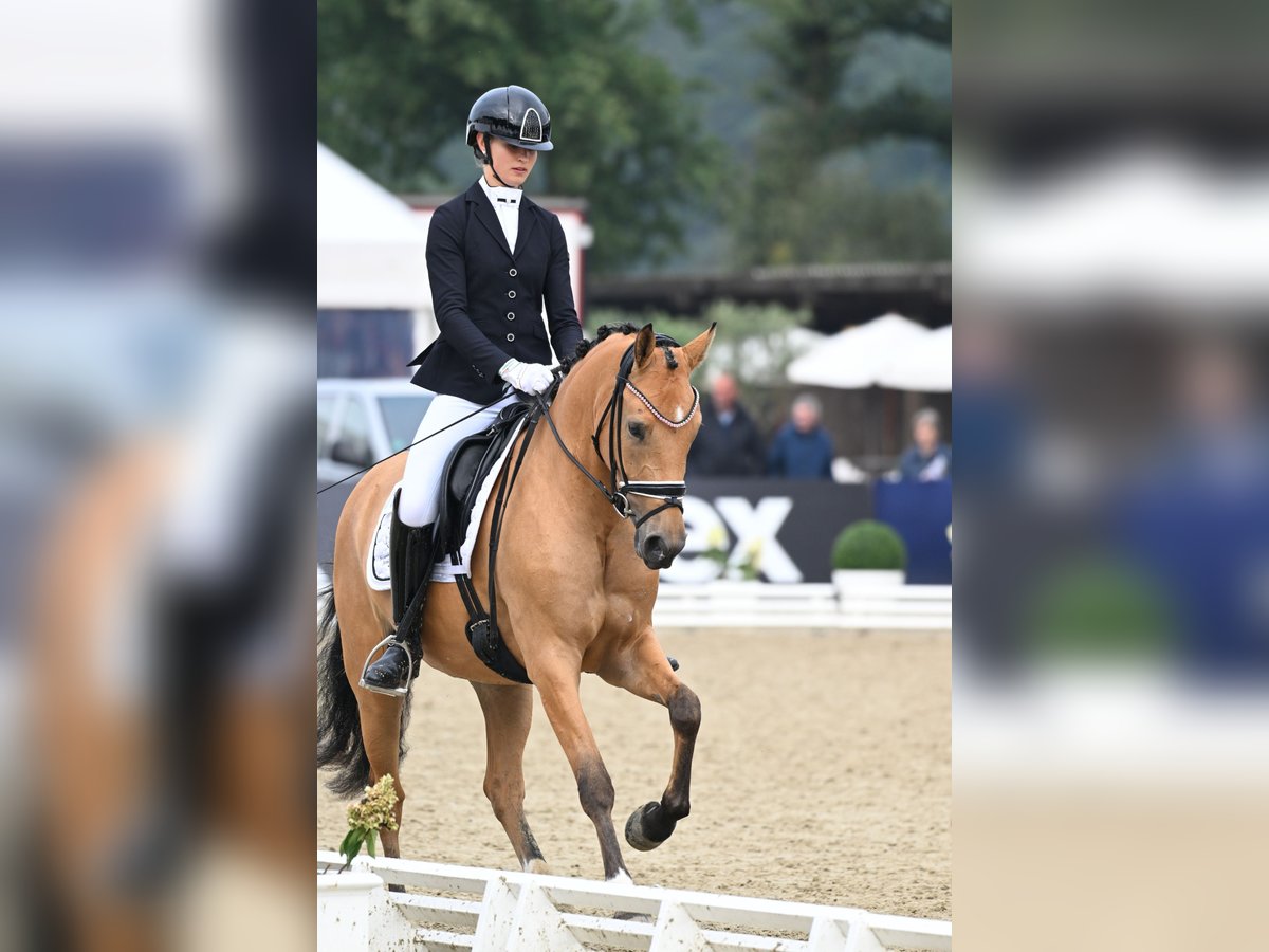 Deutsches Reitpony Stute 5 Jahre 152 cm Buckskin in Vettwei&#xDF;